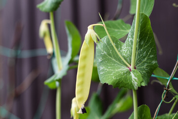 Sweet pea plant with yellow leaves on the garden mesh grows in the garden