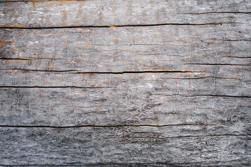 Texture of wood with bark beetle passages. Closeup of wood with beetle corridors under the bark. Texture of  wood damaged by insects.Natural pattern background, texture. Top view. Place for text.