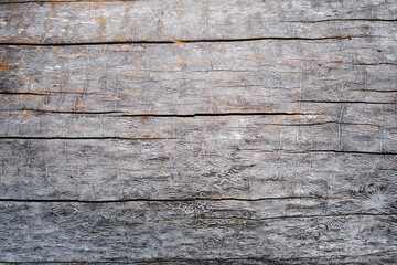 Texture of wood with bark beetle passages. Closeup of wood with beetle corridors under the bark....