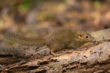 Northern treeshrew in natural habitat