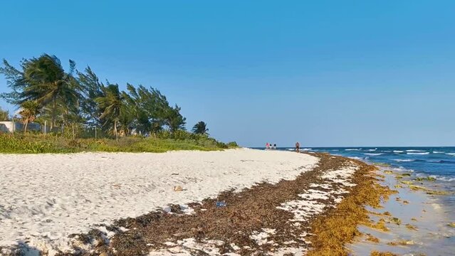 Tropical Caribbean beach water seaweed sargazo Playa del Carmen Mexico.