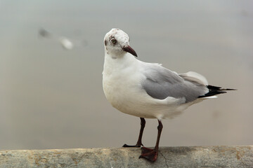 Sea gull sits on fence near seafront