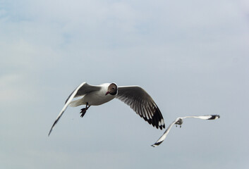 seagull flying high on the wind.