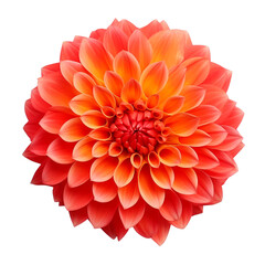 Dahlia flower isolated on transparent background