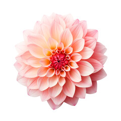 Fototapeta premium Dahlia flower isolated on transparent background