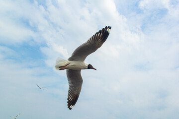 seagull flying high on the wind.