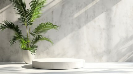 The white concrete podium with palm plant on the left side and shadows from the window.