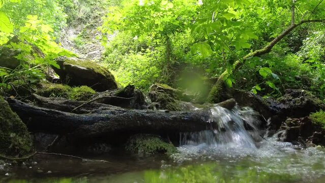 video ruscello con natura