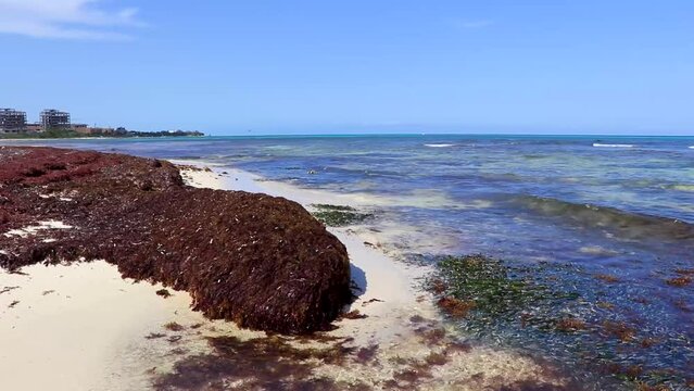 Tropical Caribbean beach water seaweed sargazo Playa del Carmen Mexico.