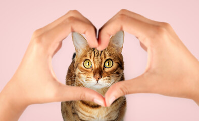 The muzzle of a Bengal cat and womens hands in the shape of a heart