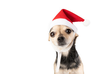 christmas dog, christmas veterinary background, funny pet in santa costume on white