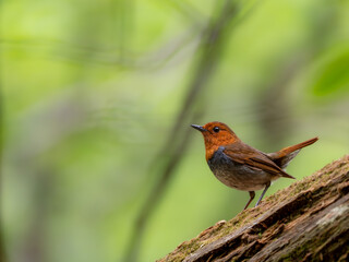 森の中で倒木の上に留まっているコマドリの雄