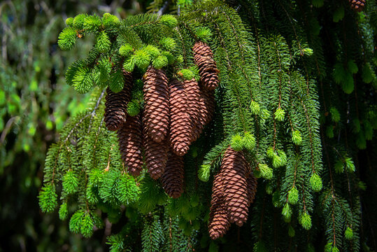 Blick auf die h&auml;ngenden Zapfen einer Fichte umgeben von Zweigen mit Jungtrieben an den Spitzen