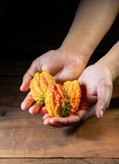 hands holding handful of momordica fruits