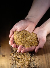 hands holding handful of mustard seeds