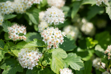 A close up of a bush with beautiful white flowers and vibrant green leaves