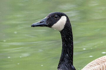 Close-up of Canadian goose with water droplets on head and neck, Bow River, Calgary, Alberta, Canada
