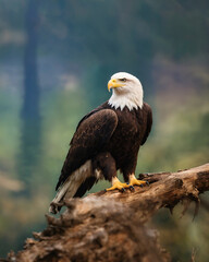 majestic bald eagle perched on fallen tree