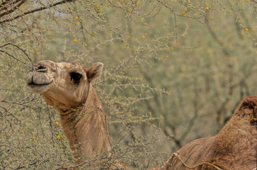 Dromedary