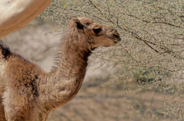 Dromedary