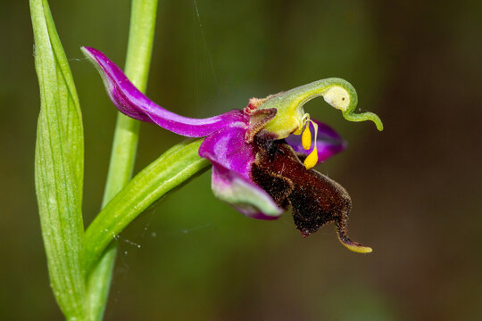 Ophrys apifera var. almaracensis