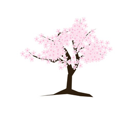 Spring Flourishing Cherry Blossom