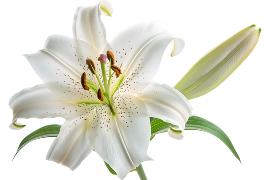 Close-up of a beautiful white lily flower in full bloom with a green bud, against a transparent background, showcasing its delicate petals.