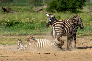 Nakuru national park, plains zebra