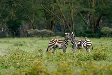 Nakuru national park, plains zebra