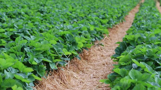 Fresh strawberry field with green strawberry plants and straw between the straberry rows for cultivated farmland and organic farming of strawberries in spring shows organic agriculture rural scenery