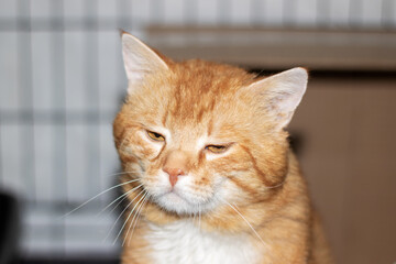 An orange and white cat with whiskers and fur, staring at the camera by a window