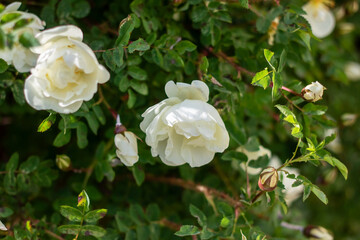 A bush characterized by white flowers and green leaves in the Rose family