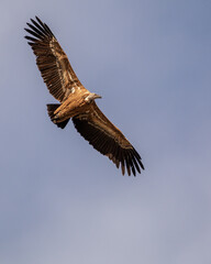 Fototapeta premium Buitre