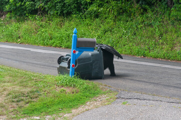 black bear in a garbage can foraging for food in connecticut