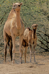 Dromedary
