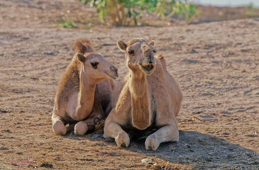 Dromedary
