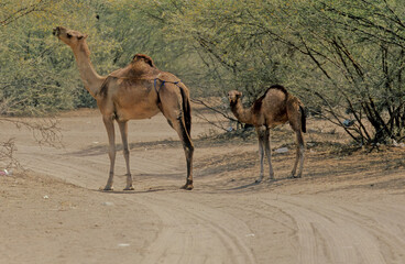 Dromedary
