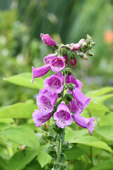 ジギタリス © maaagram