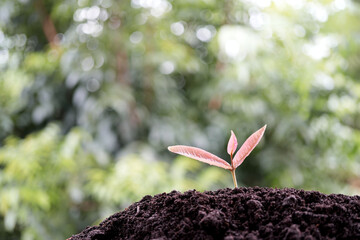 Closeup of Java apple tree sprout growing