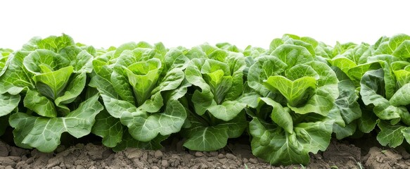 Close-up of lush green lettuce plants growing in a row, showcasing agricultural produce with freshness and vibrant leaf texture in a garden setting.