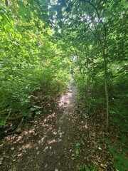 Obraz premium nature path in Plänterwald Forest, Berlin Treptow/Köpenick