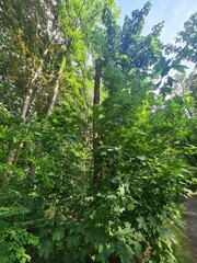 trees in the Plänterwald Forest in Berlin, Treptow/Köpenick