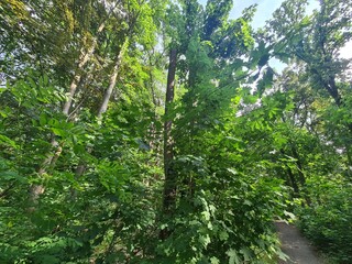 trees in the Plänterwald Forest in Berlin, Treptow/Köpenick