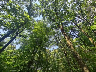 Trees in the Plänterwal Forest, Berlin Treptow