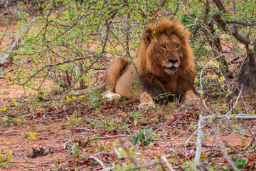 lion on safari in south africa, kruger national park