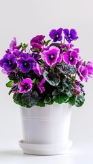 Fototapeta premium Indoor flowers violet in a clay pot on a white background