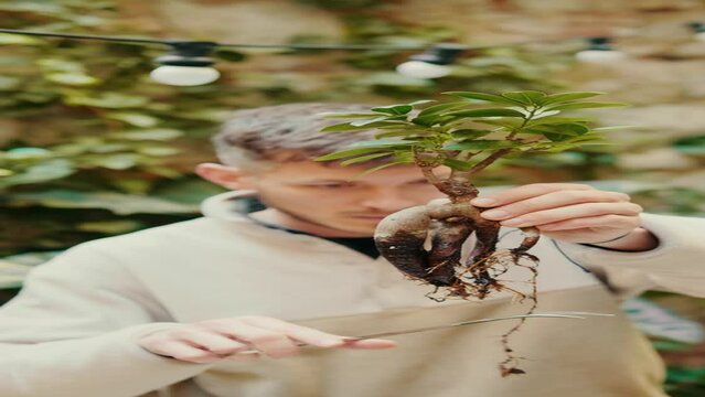 Vertical video, Planting succulent adenium into new pot, home gardening routine