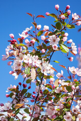 Cherry blossom tree blooming with a building in the background