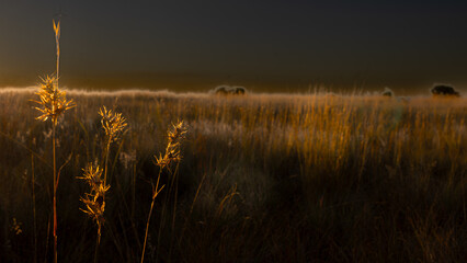 Beautiful sunset in Rietvlei Nature reserve with light rays striking grass seeds, Pretoria,...