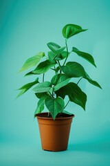 Potted Plant on Blue Background